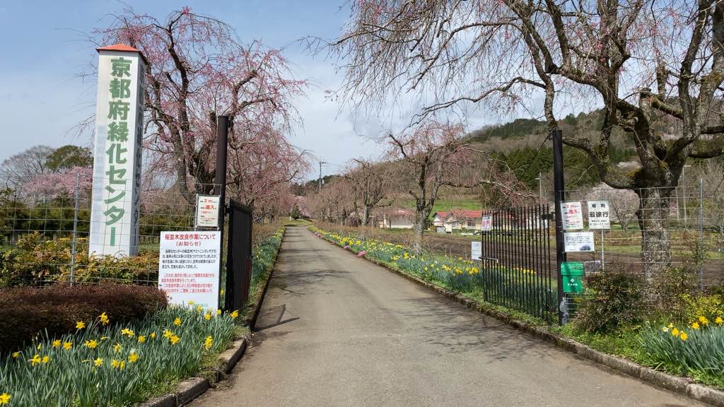 京都府緑化センター桜