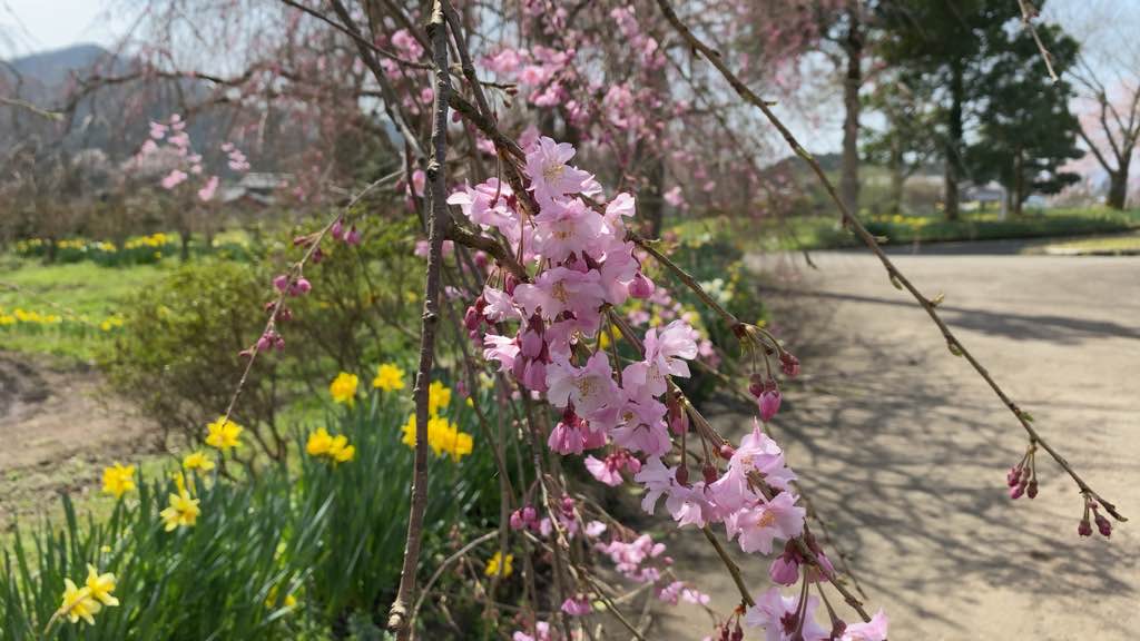 緑化センター枝垂れ桜