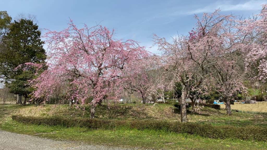 京都府緑化センター桜