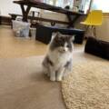 ＜豊岡市＞江原駅前の猫カフェで”もふもふ”の癒しの時間を♪
